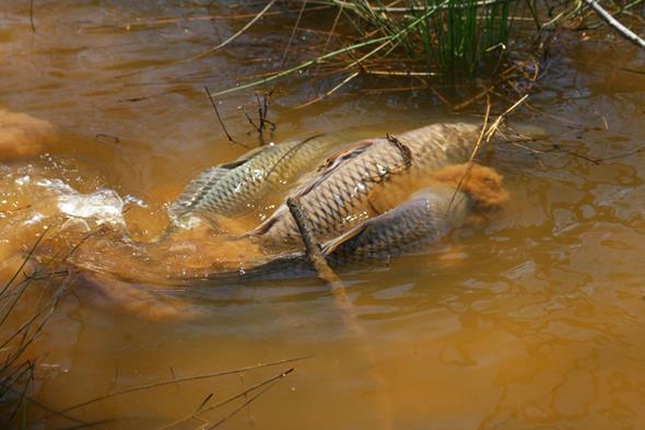 crapi - carp-mating.jpg